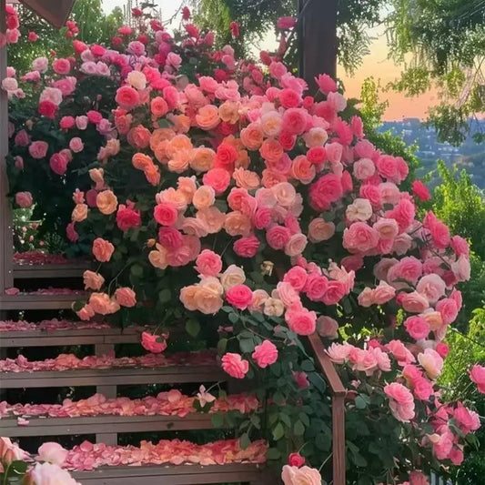 Elegant Climbing Rose Flower Seeds
