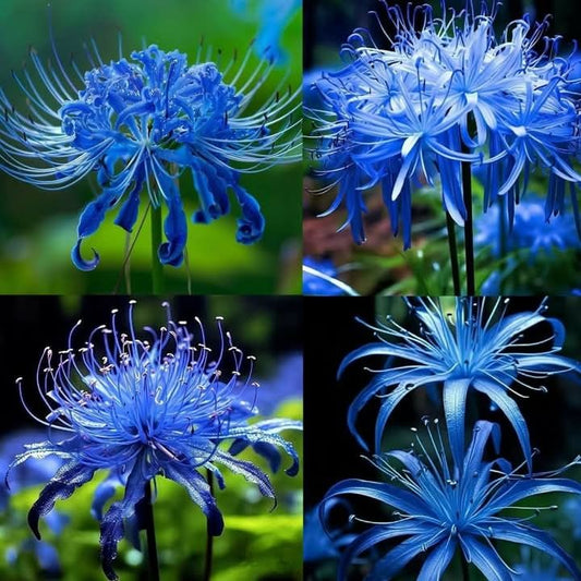 Mystic Blue Spider Lily Seeds