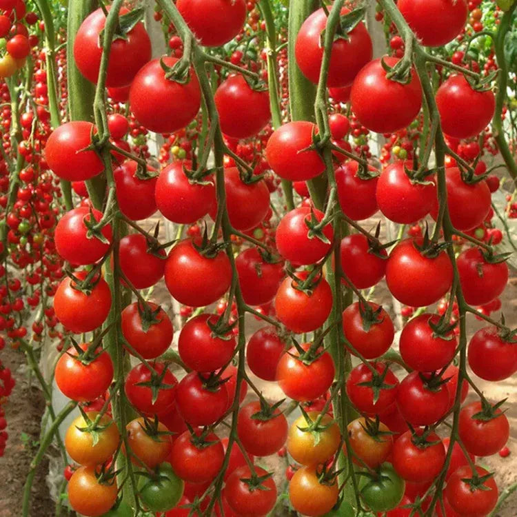 Waterfall Cherry Tomato Seeds