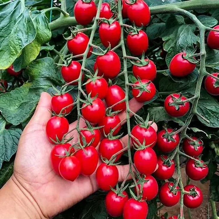 Waterfall Cherry Tomato Seeds