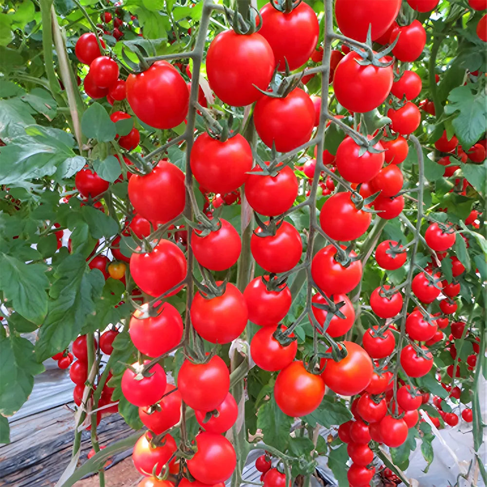 Waterfall Cherry Tomato Seeds