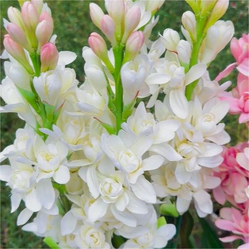Rajnigandha Double Petal Tuberose Bulbs (Pack of 2)