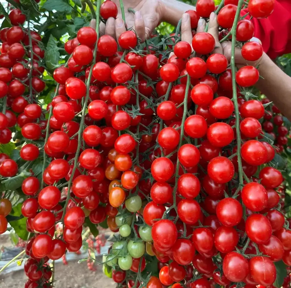 Waterfall Cherry Tomato Seeds
