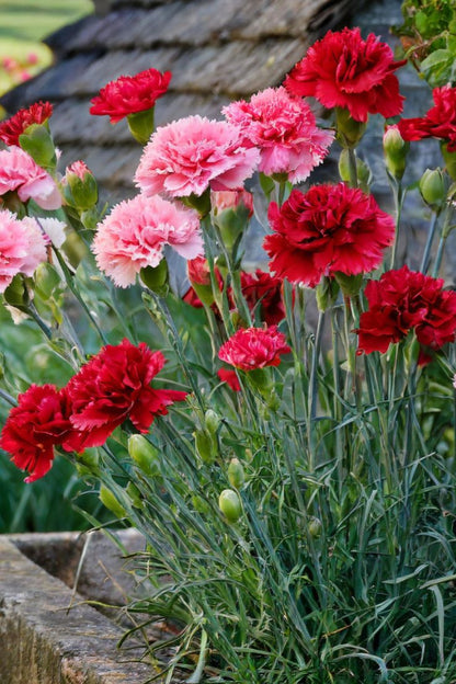 Timeless Carnation Mix Flower Seeds