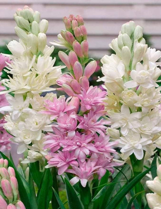 Rajnigandha Double Petal Tuberose Bulbs (Pack of 2)