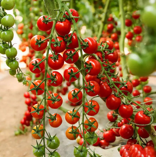 Waterfall Cherry Tomato Seeds