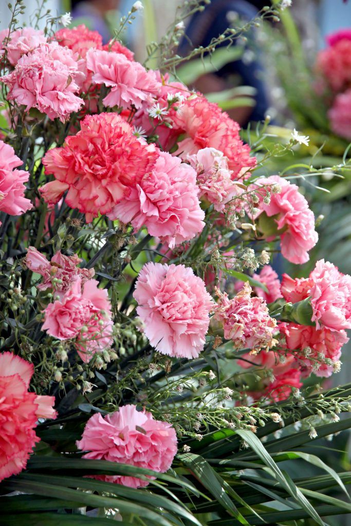 Timeless Carnation Mix Flower Seeds