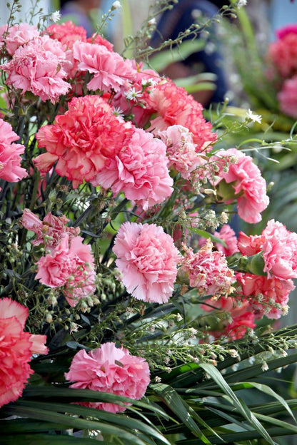 Timeless Carnation Mix Flower Seeds