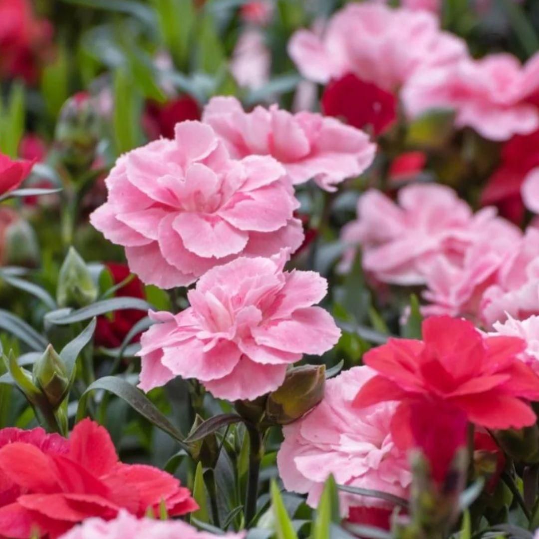Timeless Carnation Mix Flower Seeds