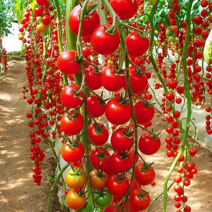 Waterfall Cherry Tomato Seeds