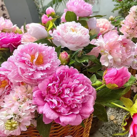 The Queen of Flowers — Peony Flower Seeds (Pack of 20)