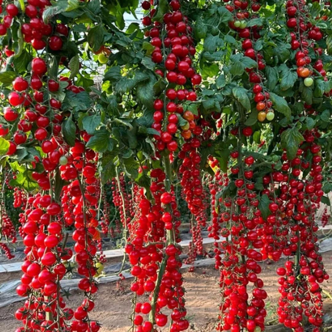 Waterfall Cherry Tomato Seeds