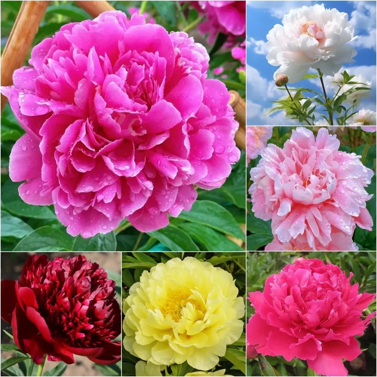 The Queen of Flowers — Peony Flower Seeds (Pack of 20)