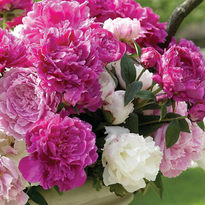 The Queen of Flowers — Peony Flower Seeds (Pack of 20)