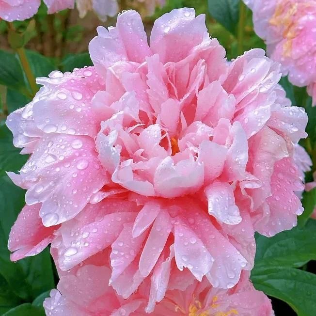 The Queen of Flowers — Peony Flower Seeds (Pack of 20)