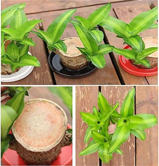 Brazilian Lucky Wood – Mini Home Plant Decorations (Pack of 2)