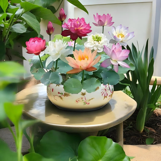 Japanese Bonsai Lotus Flower Seeds