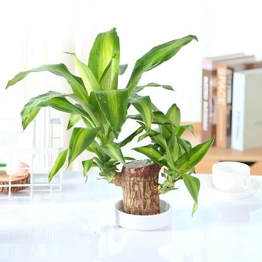 Brazilian Lucky Wood – Mini Home Plant Decorations (Pack of 2)