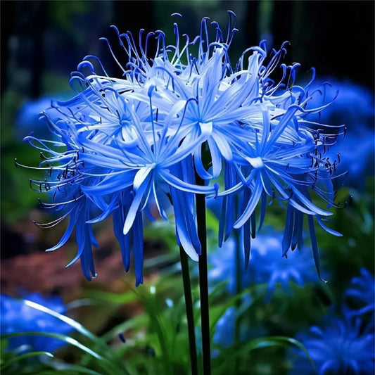 Mystic Blue Spider Lily Seeds