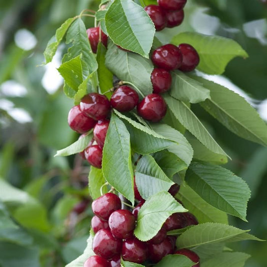 Rainier Cherry Fruit Seeds