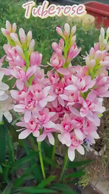 Rajnigandha Double Petal Tuberose Bulbs (Pack of 2)