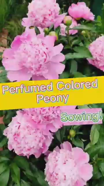 The Queen of Flowers — Peony Flower Seeds (Pack of 20)