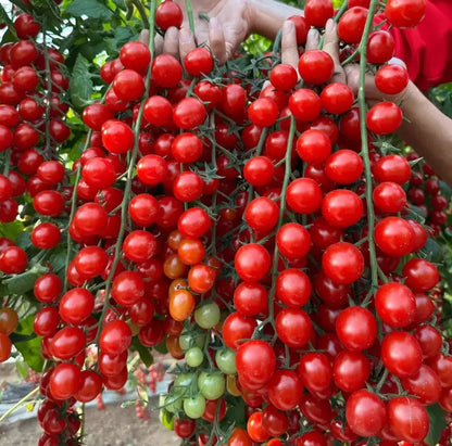 Waterfall Cherry Tomato Seeds